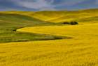 USA, Washington State, Palouse. Canola fields Art Print